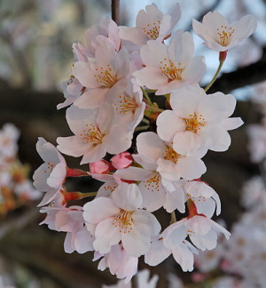 日本の国花　サクラ（桜）