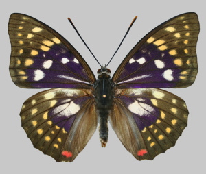 ●日本の国蝶：オオムラサキ